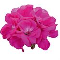 Bild von Geranium Staand P12 Moonlight Vio